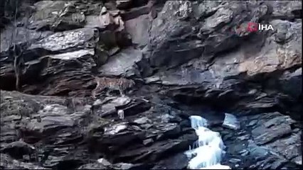 Vaşak ilk kez bu kadar net görüntülendi! Adeta kameralara poz verdi