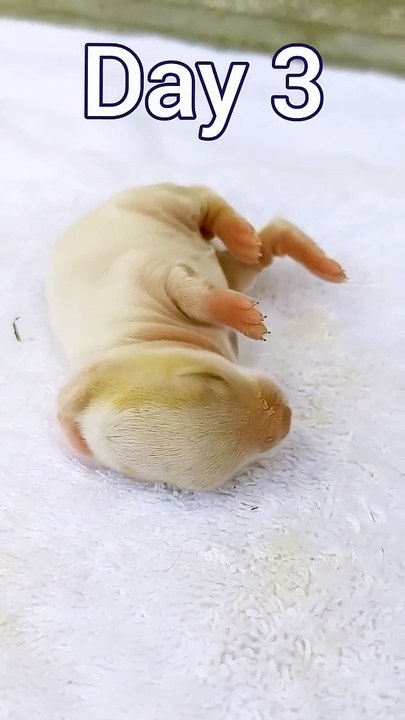 Rabbit growth - Baby BUNNY 1 To 15 Days