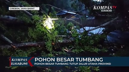 Pohon Besar Tumbang Tutup Jalur Utama Provinsi Dan Timpa Tiang Listrik