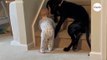 Baby krabbelt zur Treppe: Was der Familienhund tut, ist herzallerliebst (Video)
