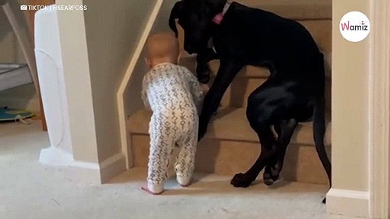 Baby krabbelt zur Treppe: Was der Familienhund tut, ist herzallerliebst (Video)