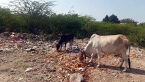nagar parishad: प्रदेश के इस शहर में स्वच्छता से किसी को नहीं सरोकार