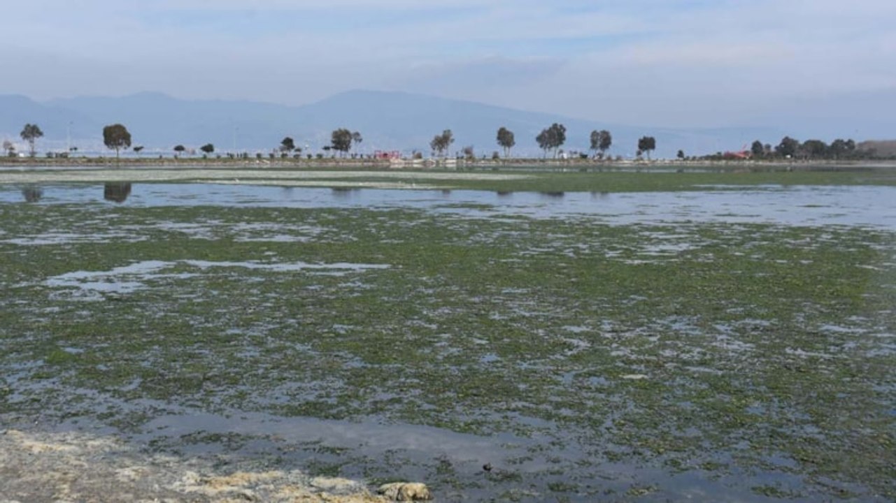 Kuş cenneti tehlikede: Deniz marulları Çakalburnu Lagünü'nü kapladı