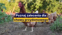 Jak chronić drób przed grypą ptaków