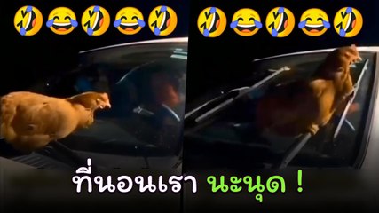 ฮาลั่น ! ปัดซ้าย-ปัดขวา น้องก็ยังเกาะแน่นไม่ปล่อย เพลินเลยนะ