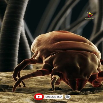 सिर की जूँ कैसे बनती हैं | सिर की जूँ कैसे फैलती हैं | #headlice #headliceremoval #ytshort #shorts #youtubeshorts #ytshorts #viralshorts #learning #india #amazingfacts #newfacts सिर की जूँ कैसे बनती हैं, सिर की जूँ कैसे फैलती हैं, सिर में जुएं कैसे होत