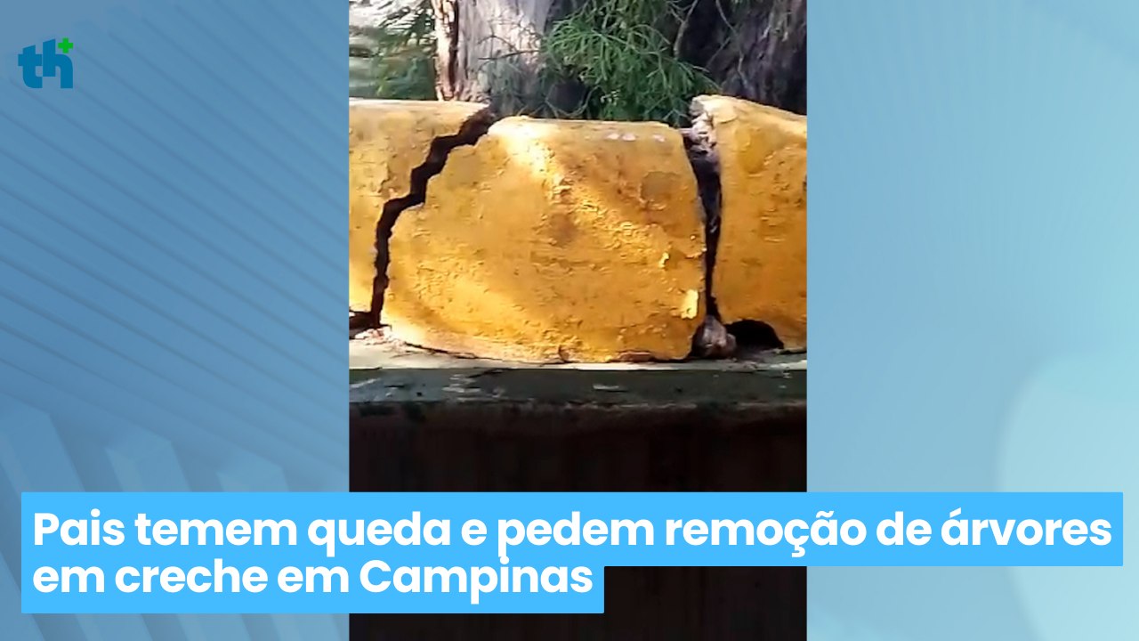Pais temem queda e pedem remoção de árvores em creche em Campinas