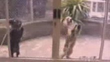animales chistosos