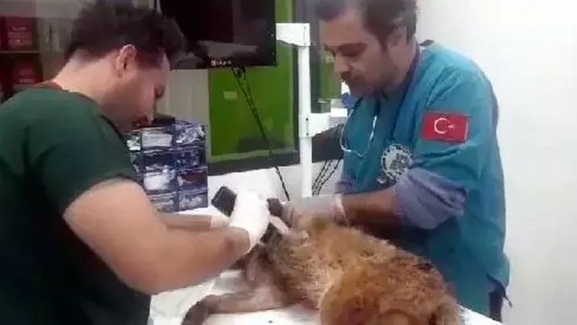 Başı plastik bidona sıkışmış, yaralı halde bulunan çakal tedaviye alındı