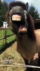 Try Not To Laugh  | Funny Animals Compilation  #Short #Funny #Animals
