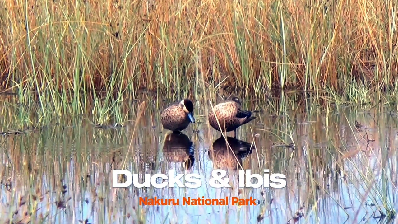 Ducks and Ibis