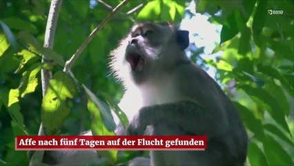 Affe nach fünf Tagen auf der Flucht gefunden