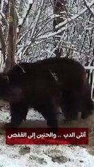 أنثى الدب والحنين إلى القفص 🐻 اكتشف قصتها المثيرة وفيديوهات حصرية