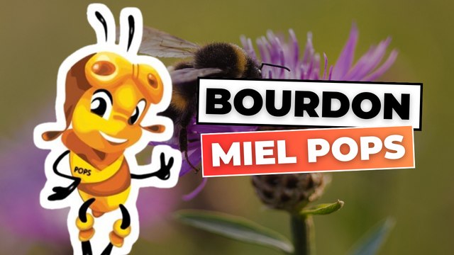 Les bourdons mangent des Miel Pops ?