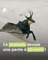 La course folle d'un Chamois, dévalant les pentes montagneuses près de Chamonix !