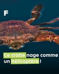 Portunidae : Le Maître Incontesté de la Natation Océanique grâce à ses Délicates Palettes Natatoires !