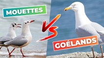 Mouette VS Goélands