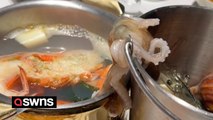 Octopus attempts daring escape as it tries to climb out of seafood bucket