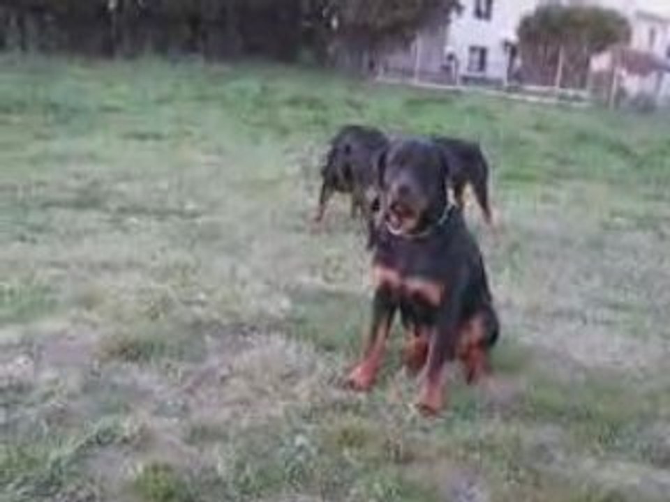 Cisko