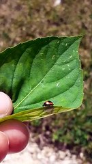 Coccinelle du dimanche 04 février 2024 à section boisvin impasse Berton Mirval aux Abymes