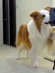 Funny dance | cute dog dance  | entertaining  | disco dance