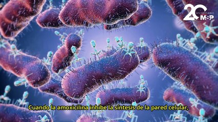 Amoxicilina: ¿Para qué se usa y cómo funciona? - #ExclusivoMSP