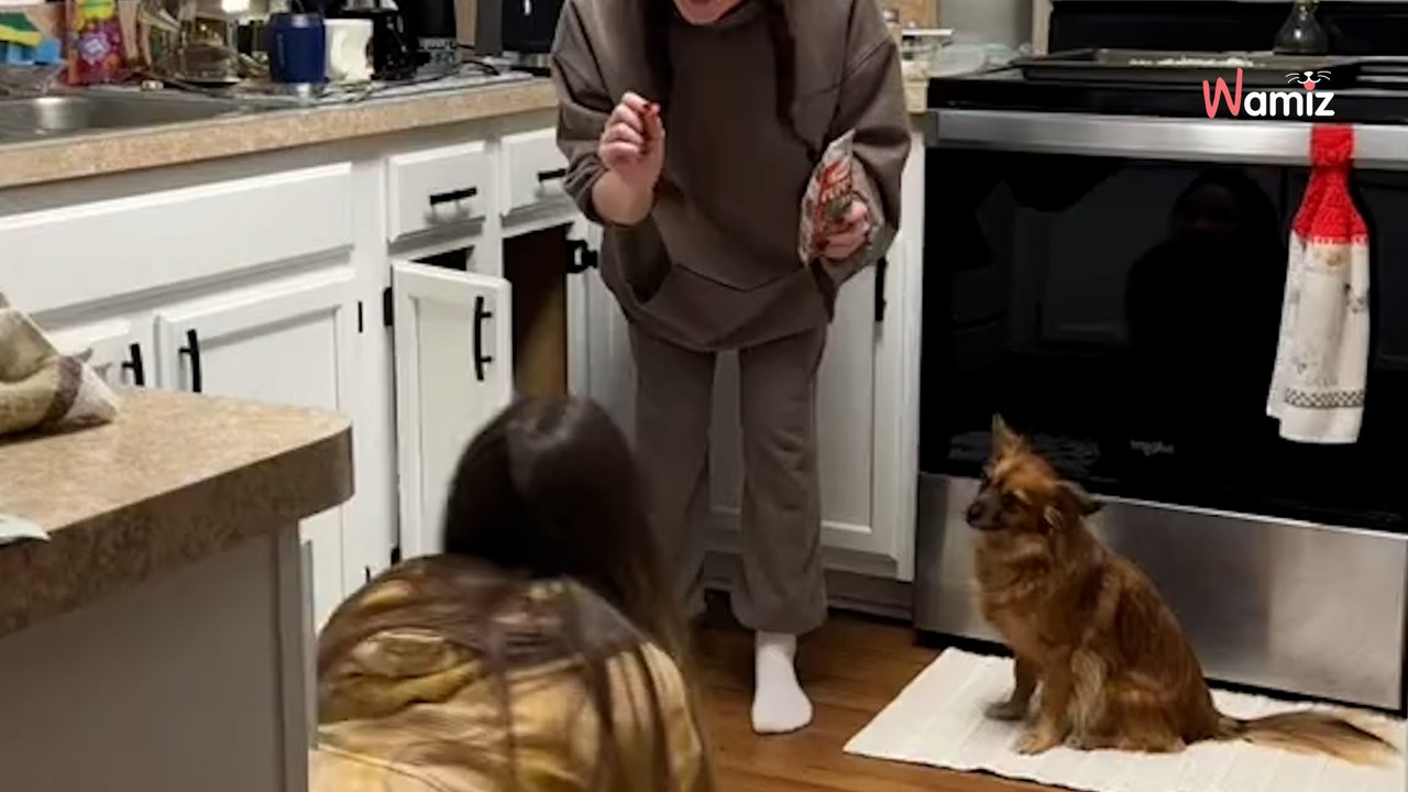 Elle partage son astuce pour apprendre un tour à son chien : la séquence fait hurler de rire 3M d’internautes