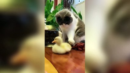 The Ultimate Cat Comedy Compilation  #Cat #Funny #Shorts