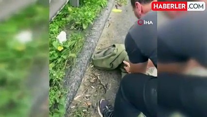 Yaralı şahin doğaya salındı