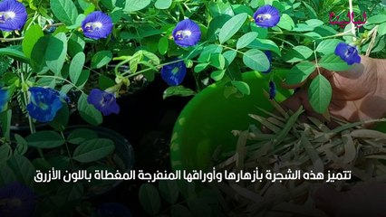 فوائد الشاي الأزرق