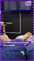 Perros te demostrarán que son el mejor despertador