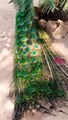 #shortsyoutube #decent #shorts #peacock #peacockrangoli #peacockfeathers #beautiful #naturelovers