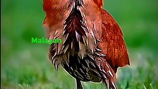 Interesting Facts About Malayan Night Heron Bird!