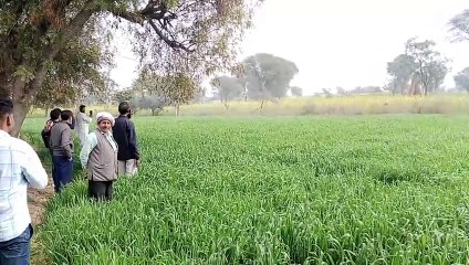 मावठ से कहीं खिली सरसों, कहीं हवा से पसरी गेहूं की फसल