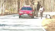 Moment tourists flee from charging elephant that nearly tramples them