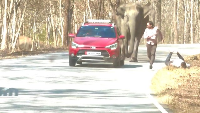 Moment tourists flee from charging elephant that nearly tramples them