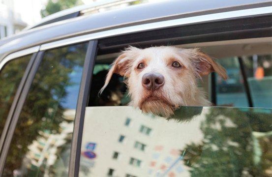 Dogs have five personality types