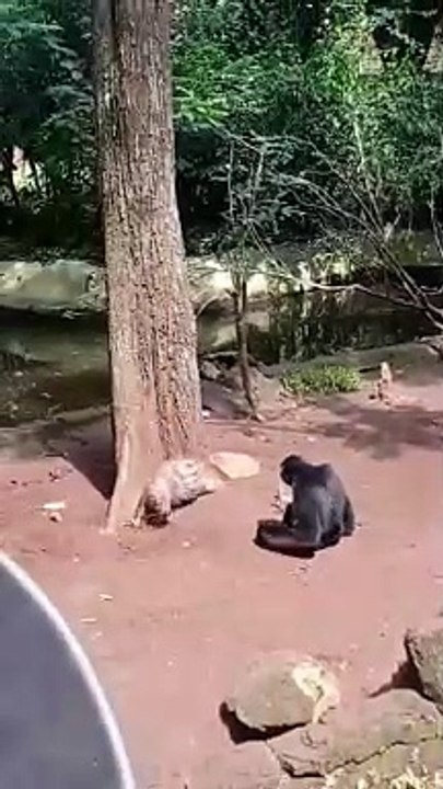 Monkey Is So Funky 