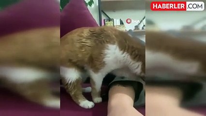 Sokak kedisinin yuttuğu saç tokası mideden operasyonla çıkarıldı