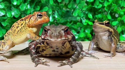 小蟾跟著大蟾混，三天挨九頓打系列—29   小蟾跟著大蟾混，三天挨九頓打系列—29   By 魔术师晓东   Facebook