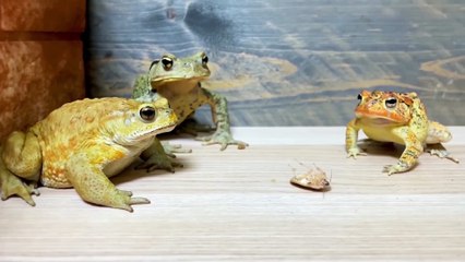 小蟾跟著大蟾混，三天挨九頓打系列一31   小蟾跟著大蟾混，三天挨九頓打系列一31   By 魔术师晓东   Facebook