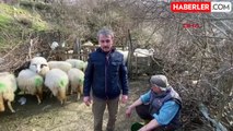 Gökçeada'da Sokak Köpekleri Tarım Alanlarına Saldırdı: 1 Koyun ve 10 Kuzu Öldü