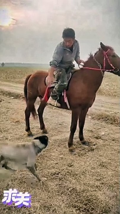 Horse and dog  fun