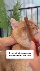 Cat compilation adorable chats 