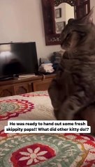 Cat cute adorable chats noirs