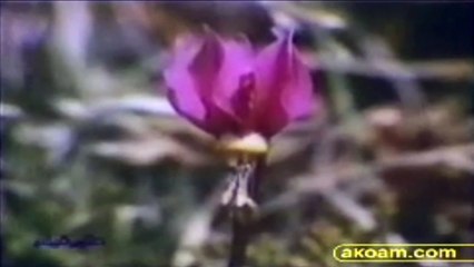 العلم و الإيمان و من كل شيء خلقنا زوجين