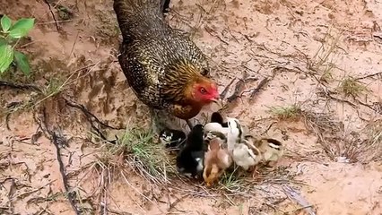 (When chicks protect their young) My dears