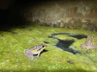 One million frog calls