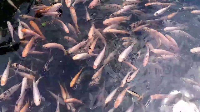 Beautiful Fishes swiming in a pool
