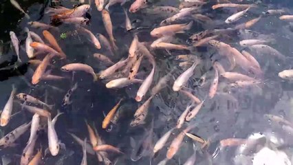 Beautiful Fishes swiming in a pool